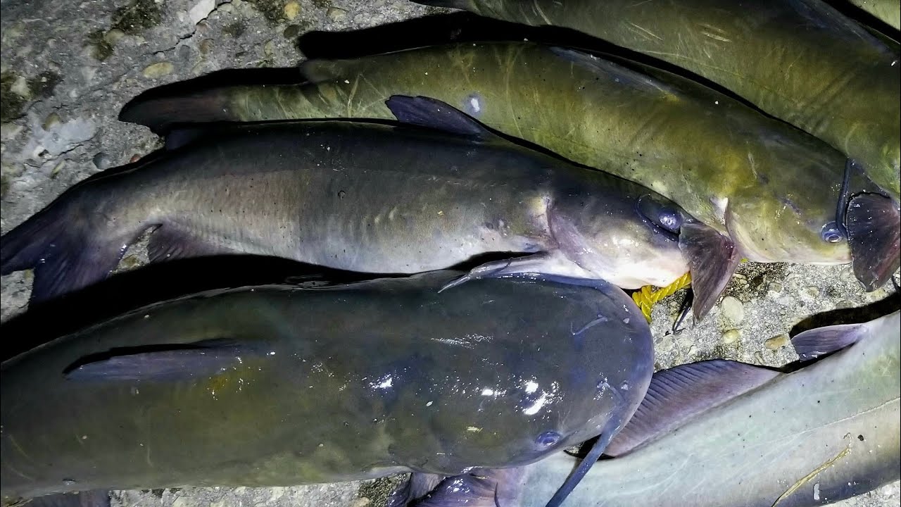 Pesca de bagres. Como pescar bagres de Dia