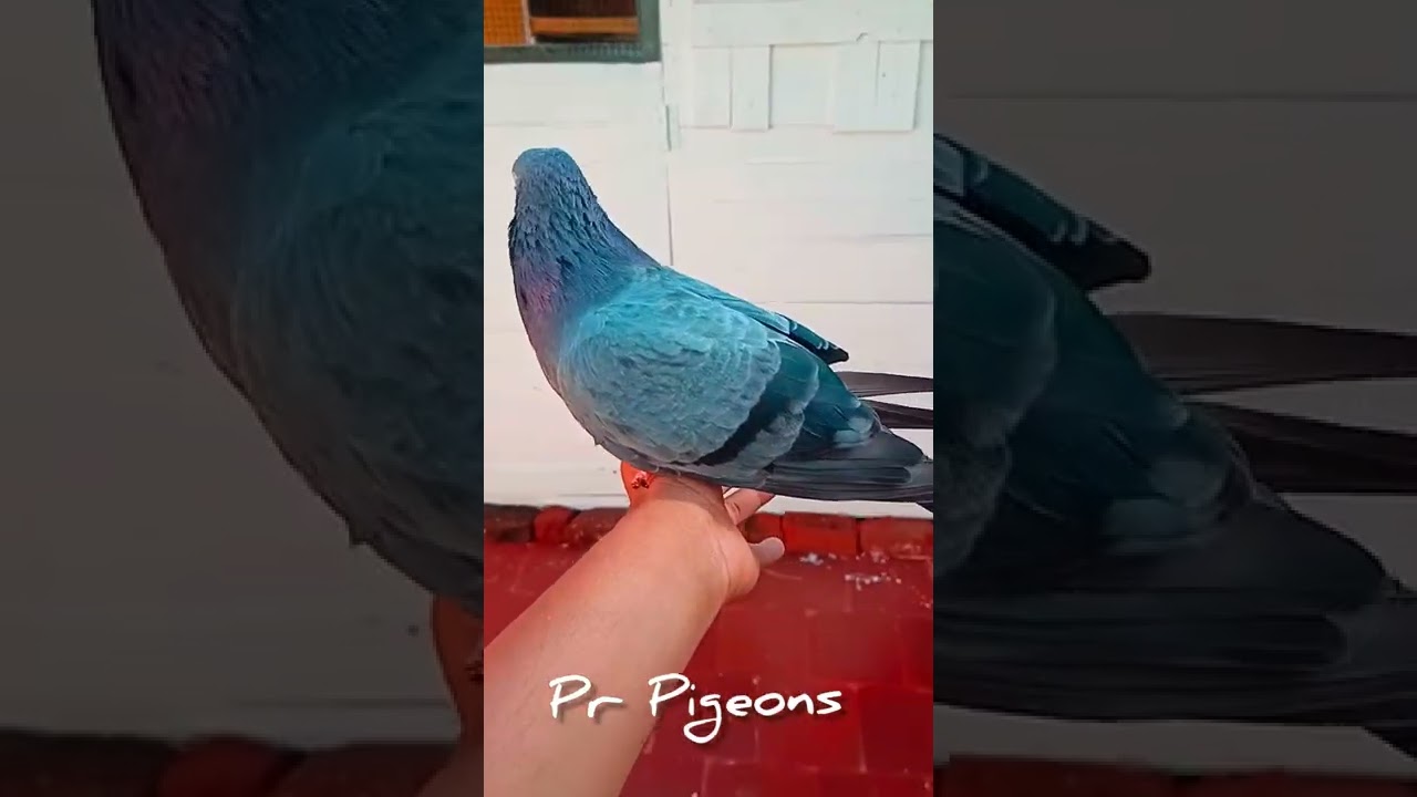😘🔥Roller pigeon rolling video 🤩 | karna pura | table height roller #rollerpigeon #karnapura #shorts
