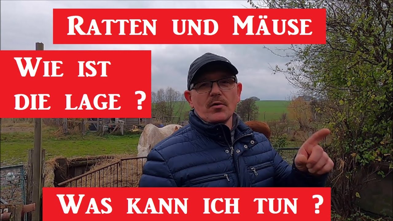 Ratten und Mäuse ! Wie ist die Lage ? Was kann ich tun ?