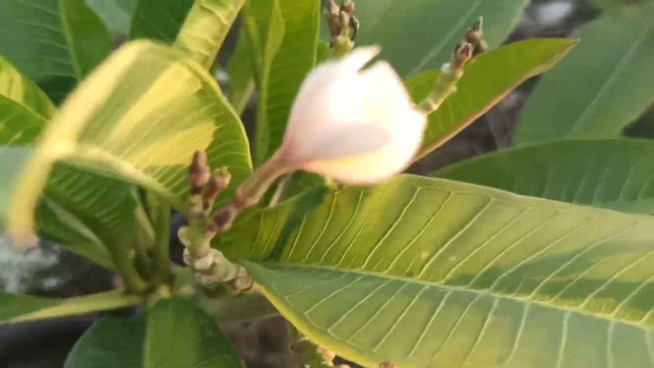 الياسمين الفتنة جمال وعطر مميز والوان جذابه تتحمل اقسى الظروف الجوية بالأخص ارتفاع درجات الحرارة