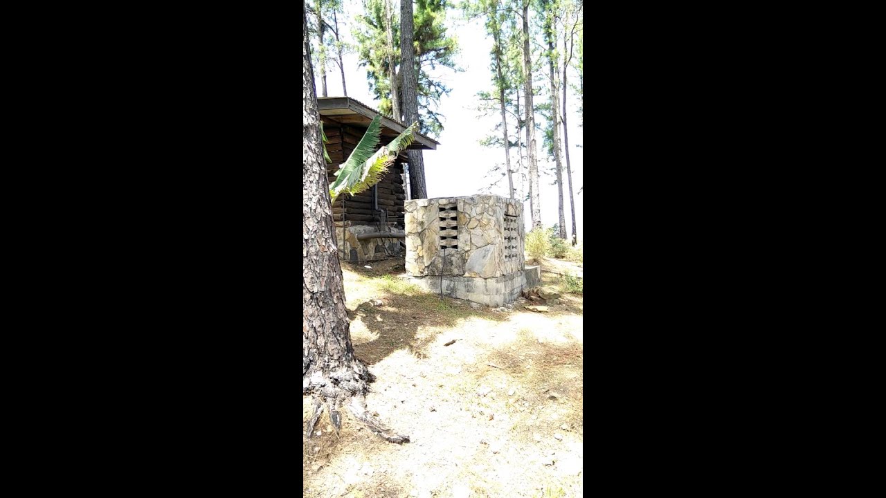 Top of the northern range in Trinidad among the pine trees.