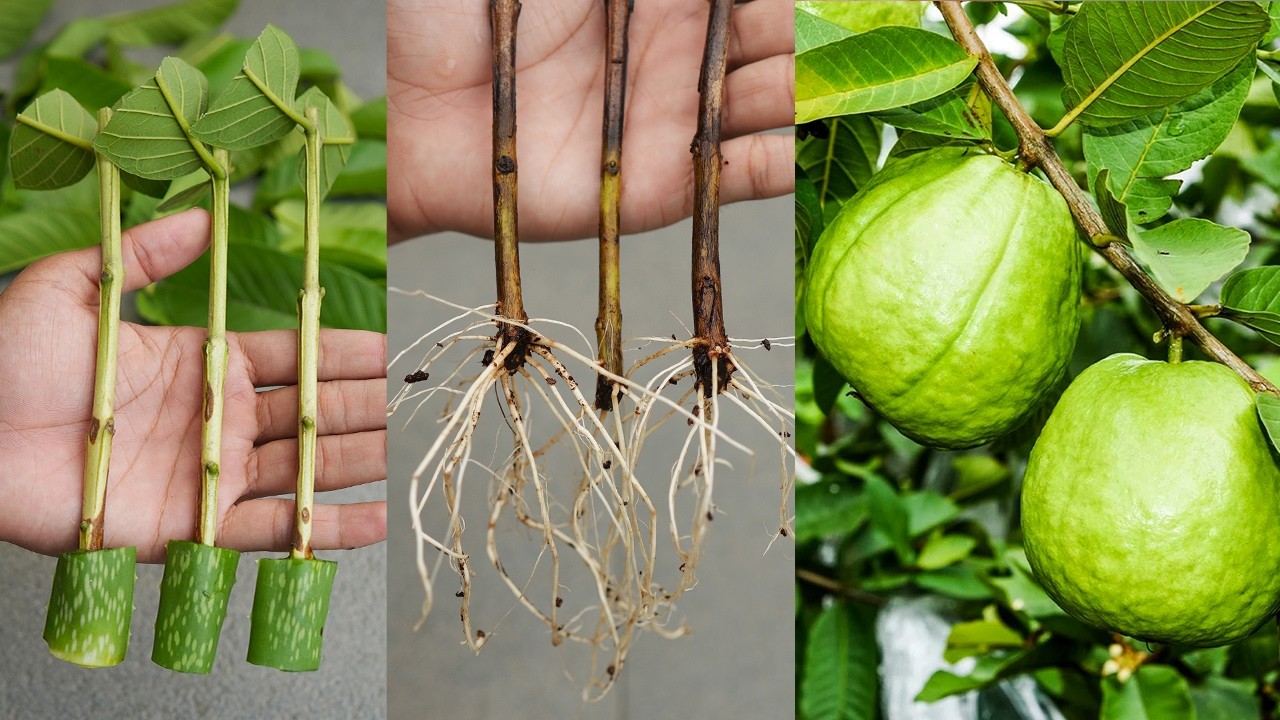 🌿How to propagate guava tree from cuttings! Ready to grow your own🍐guava tree at home?