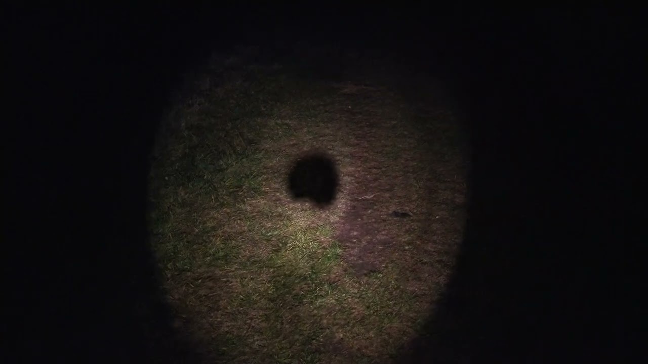 Walk in the Night w/Maglite 6D Flashlight