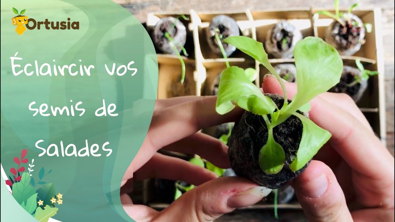 🌿&Eacute;CLAIRCIR SES SEMIS DE SALADES 🌿 ORTUSIA