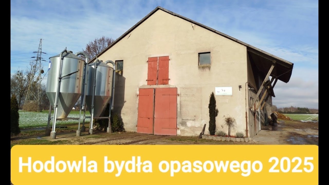 Hodowla bydła opasowego 2025 - kwarantannik dla cieląt z zakupu.
