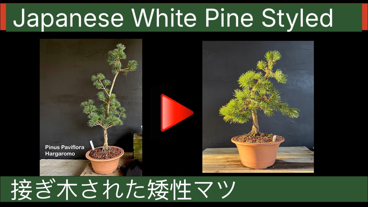 Styling Japanese Dwarf White Pine Bonsai and More...