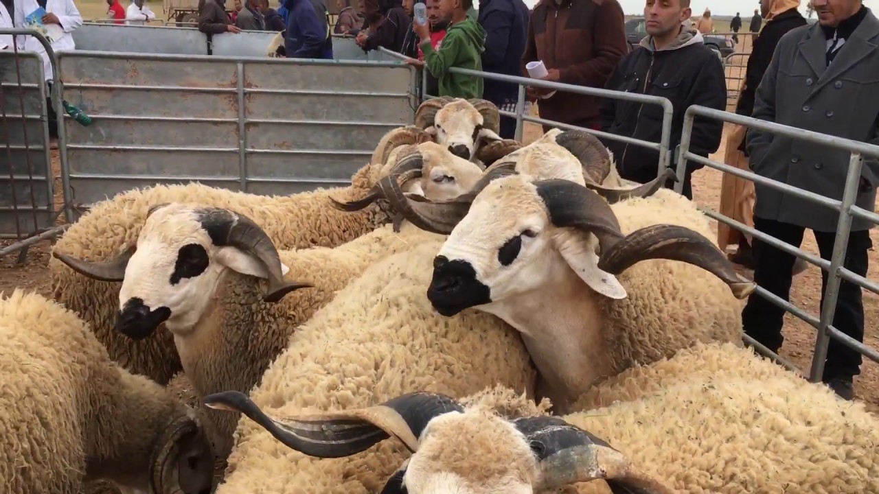 تبارك الله الصردي الأصيل من قلب مدينة البروج Sardi Marocaine