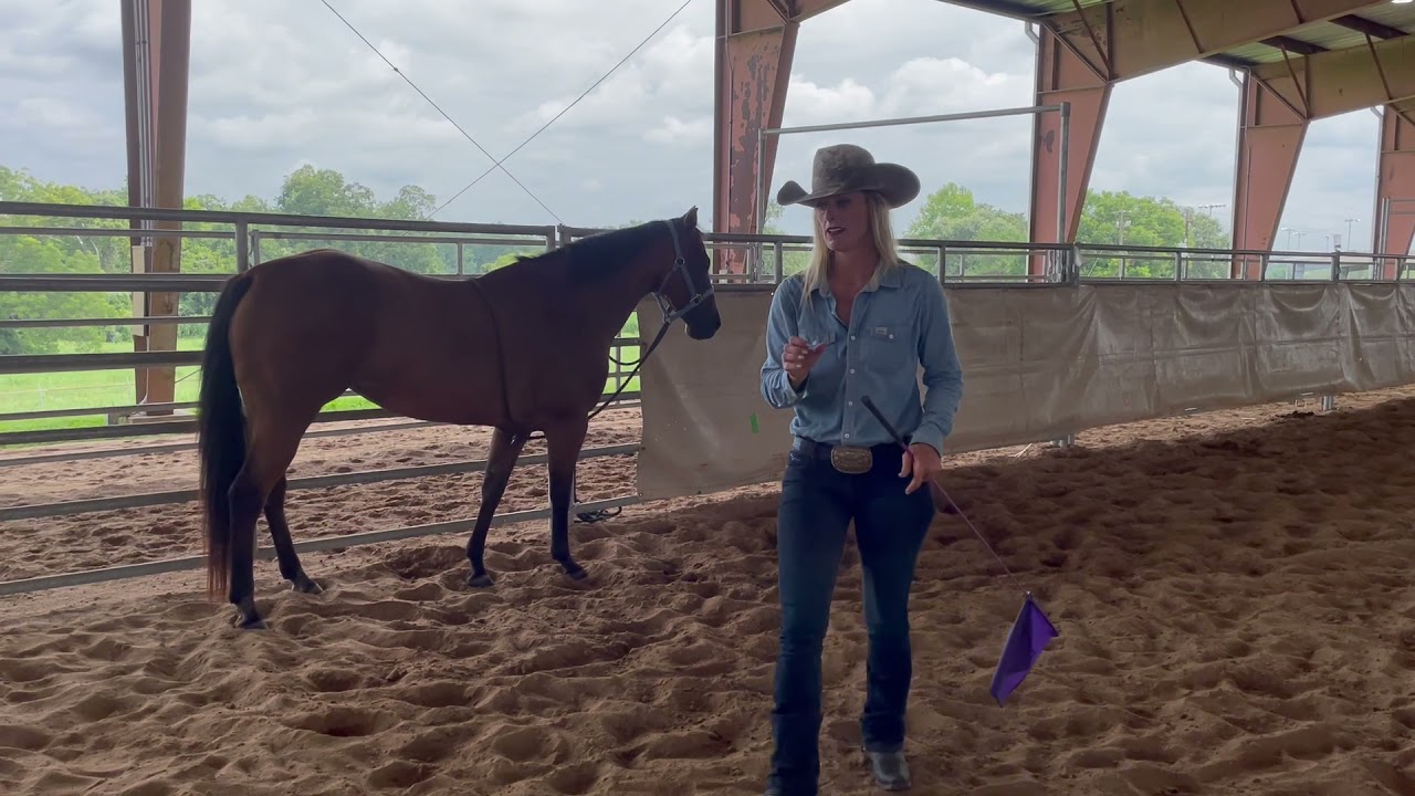 How To Prepare Your Horse For Using The Ring Rope.
