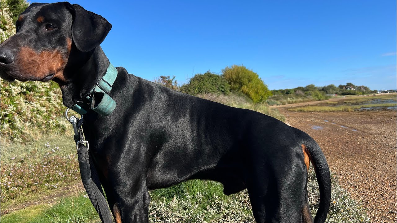 Joda male Doberman nice Autumn day the beach (October 2025) 