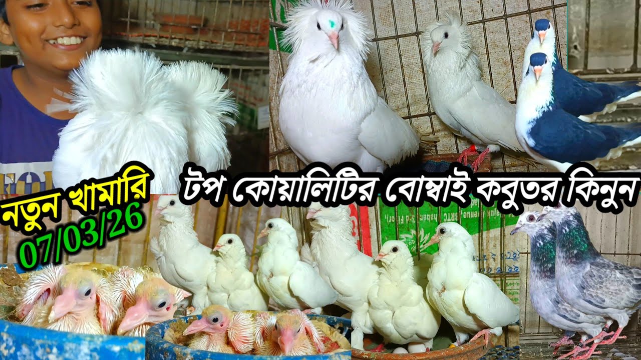 ভালো মানের বোম্বাই কবুতর কিনুন খামারি ফরহাদ ভাই লোকেশন ভাওয়াল মির্জাপুর গাজীপুর 