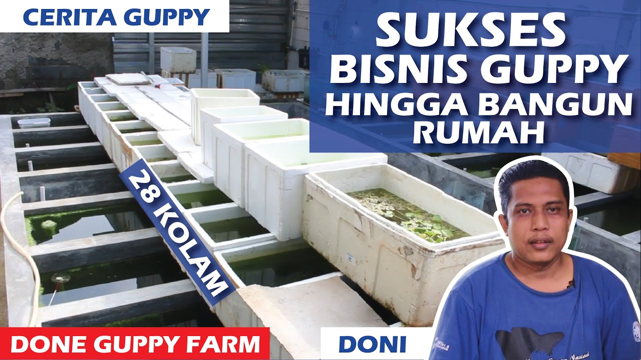 Kunci Sukses Bisnis Budidaya Ikan Guppy - Done Guppy Farm  | Cerita Guppy (Breeder Guppy Tangerang)