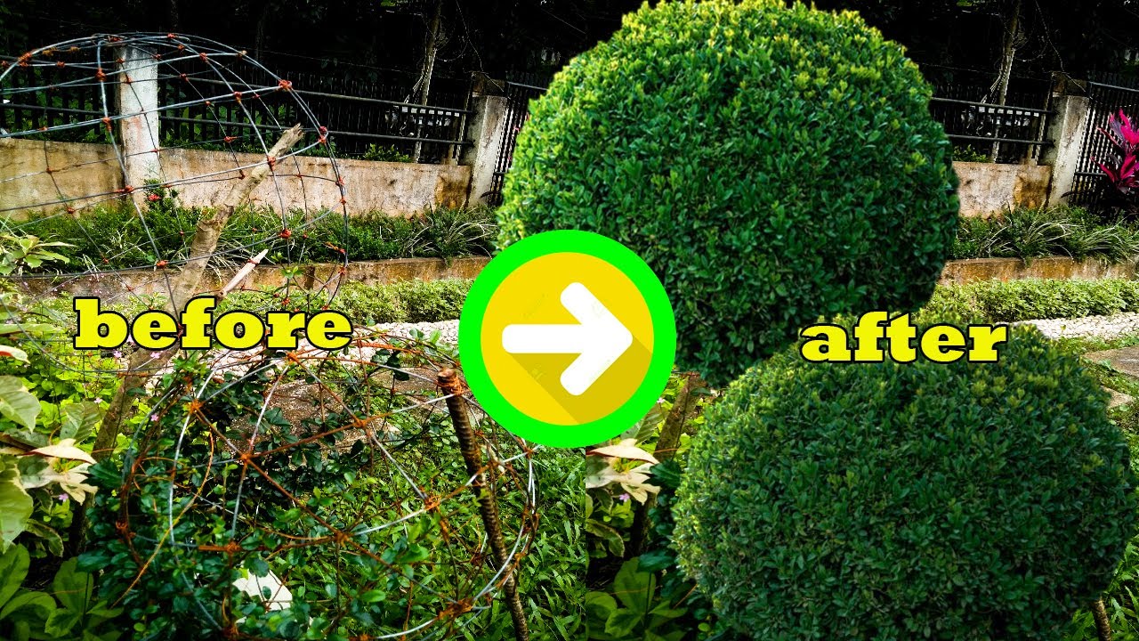 Simple Method of Shaping Topiary  Plant |  Easy Spherical Topiary Plant | How to Shape your Plant |