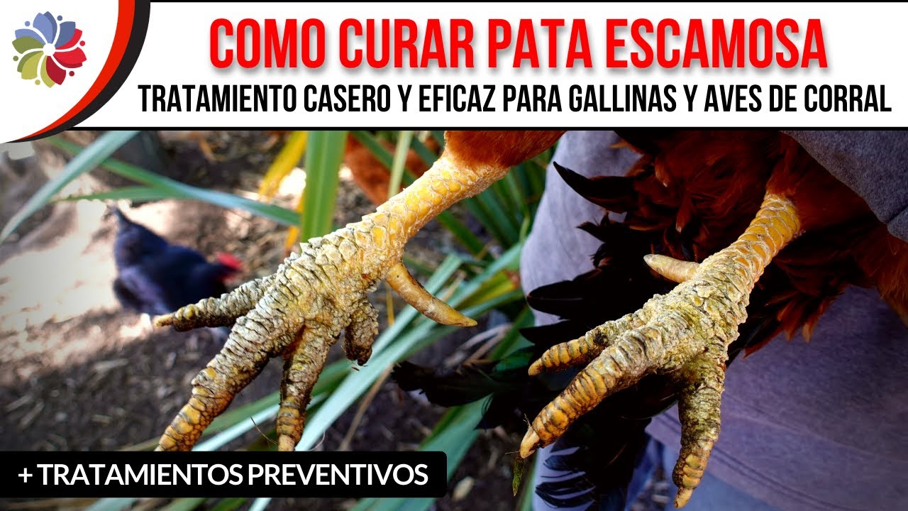 🐔 COMO CURAR las ESCAMAS de las PATAS de GALLINAS + TRUCO para realizar la CURACIÓN