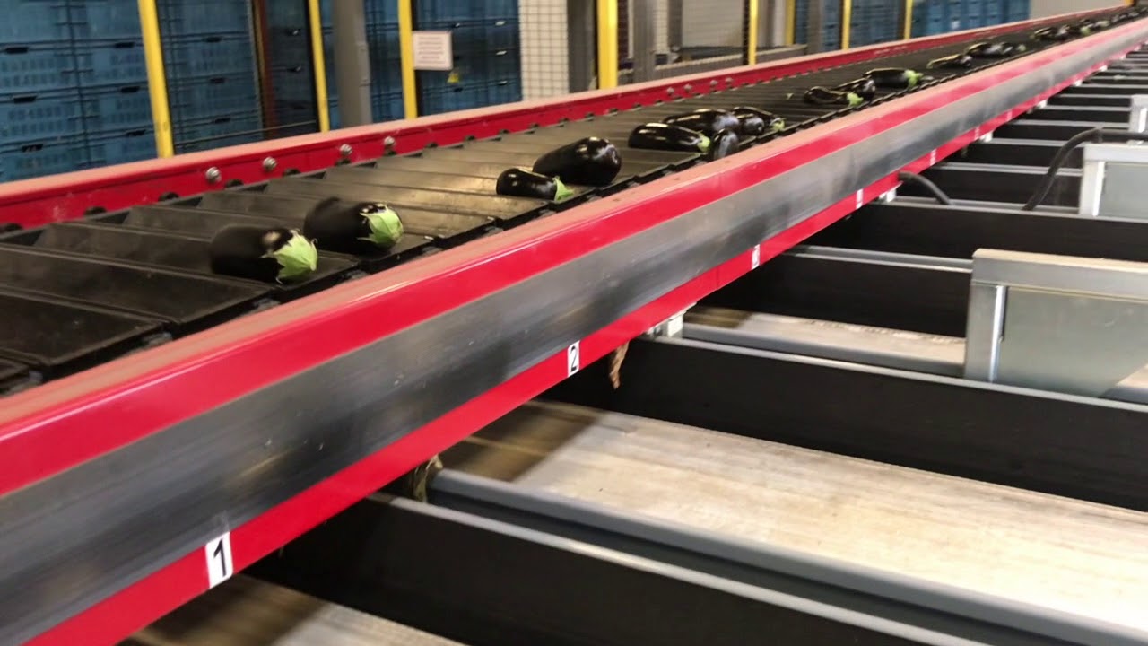 Aweta GS32+1 sorting machine for Eggplant, Zucchini and Pointed Pepper