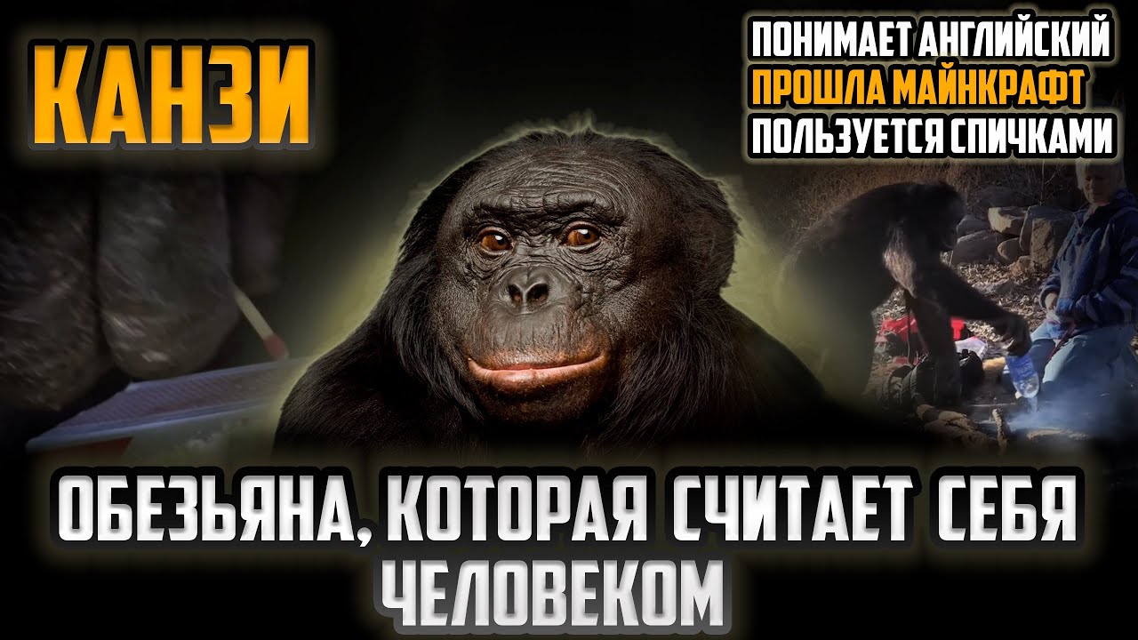 Канзи: Обезьяна гений, которая заговорила