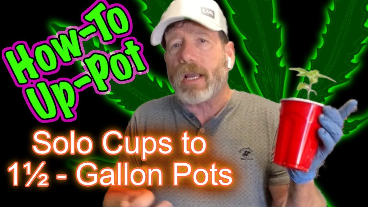 How to Transplant Cannabis Seedlings from Solo Cups to 1.5 Gallon Pots
