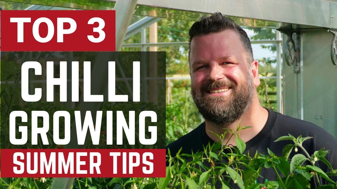 3 Tips to Get a MASSIVE Chilli Pepper Harvest
