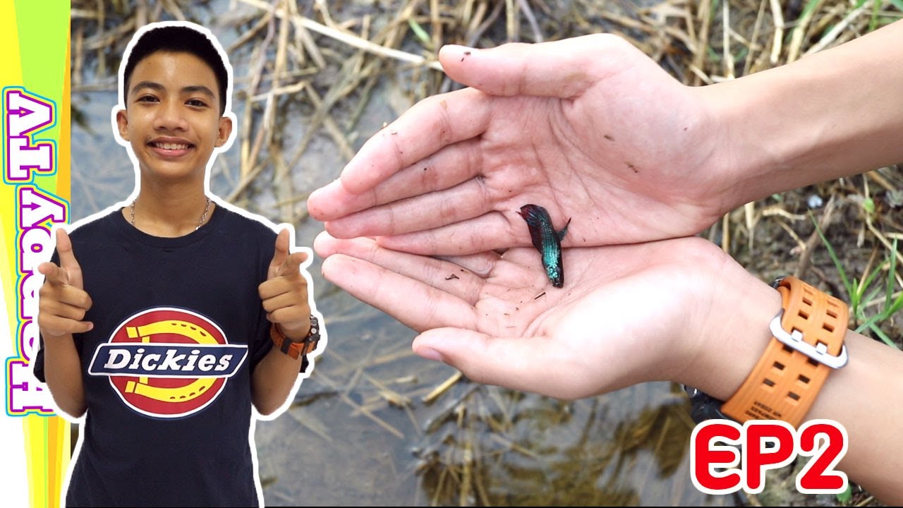 น้ำท่วม เจอ ปลากัดป่า พี่แชมป์ Happytv