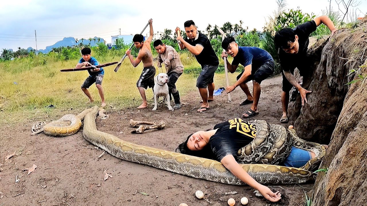 6 Brave Hunters With Pitbull Dog Confront 3 Ferocious Giant Pythons To Save The Girl, Wild Hunter TV