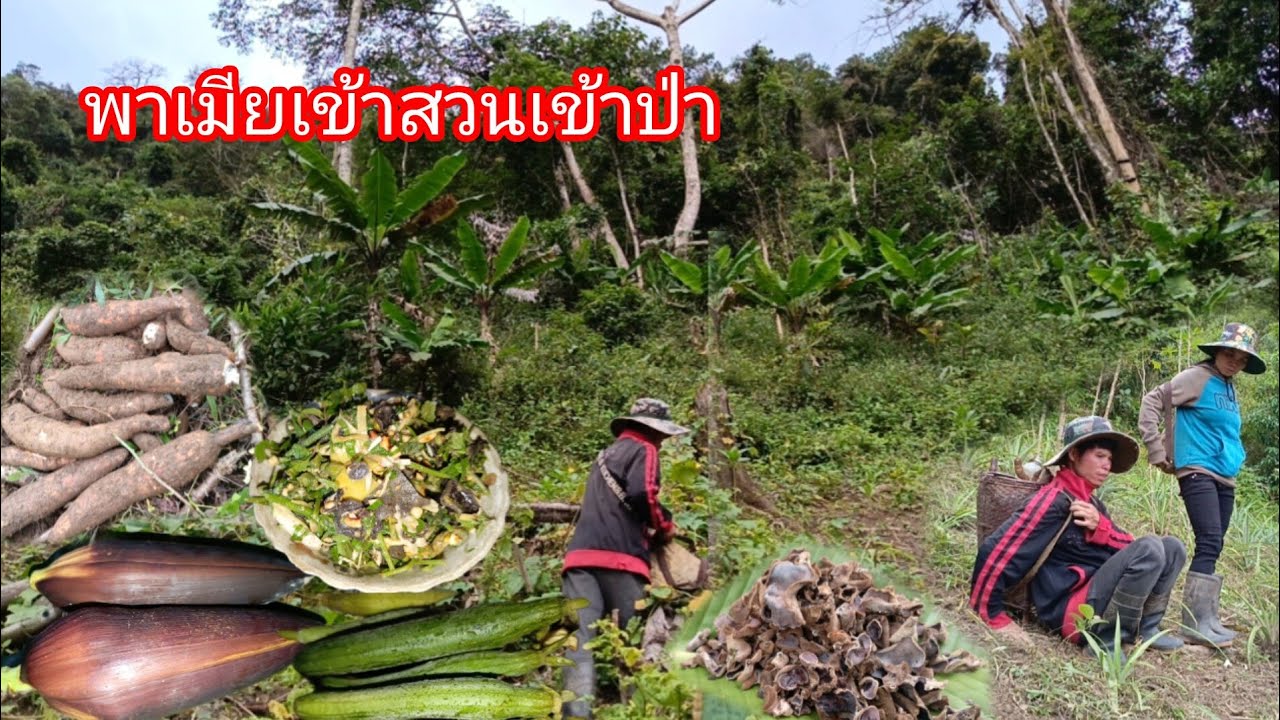 เข้าสวนเก็บพืชผัก เสียหญ้าสวนสัปปะรด ถอนมัน5นาที่ ใส่กับดักหนู ทำชุปผักลาว🇱🇦-บ่าวยืง