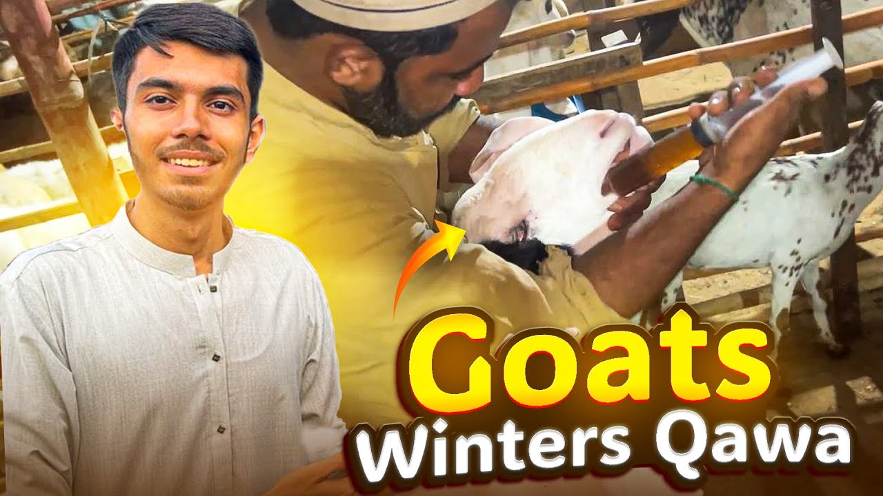 Winter Goat Care || Save Your Goats This Winter!😍