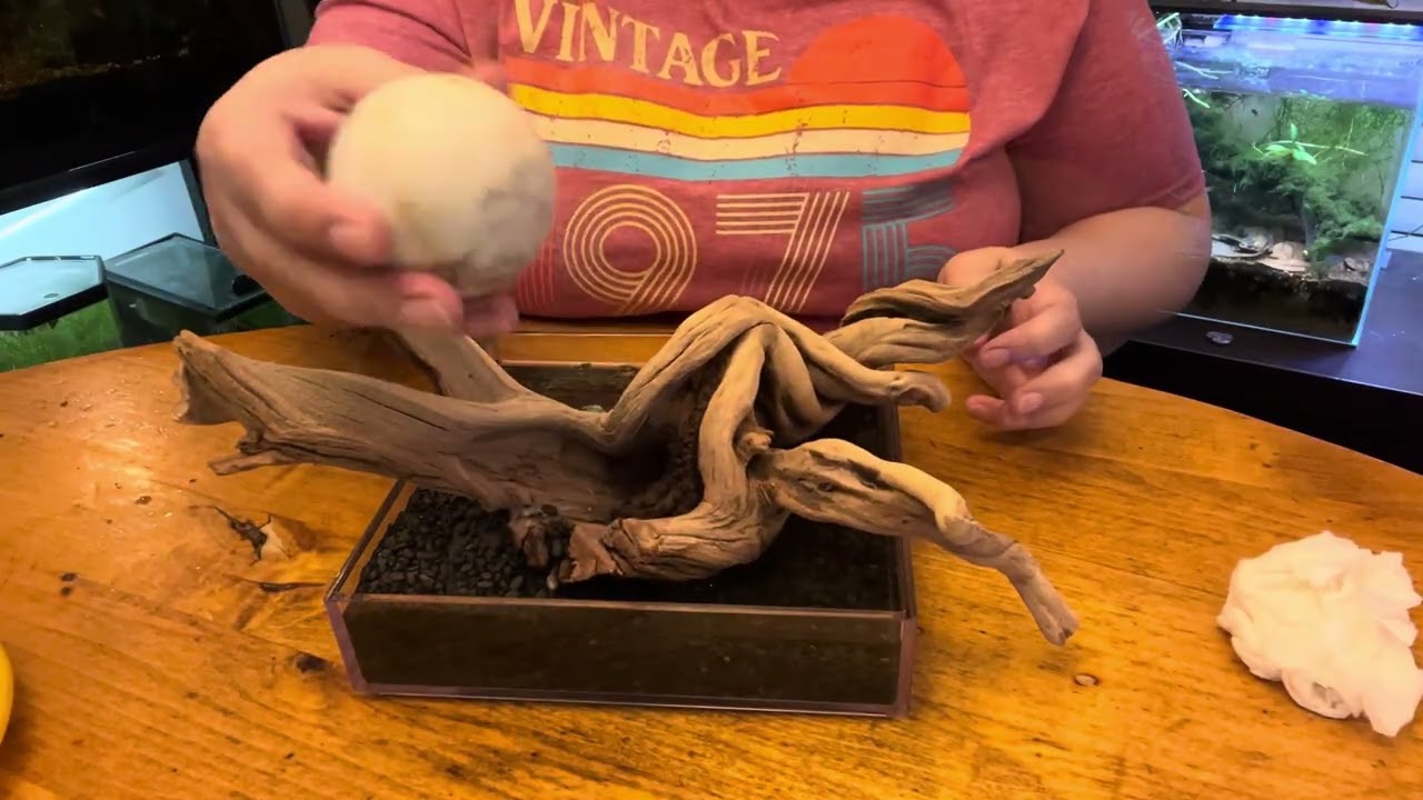 Fern Wabi Kusa Micro Pond Scape