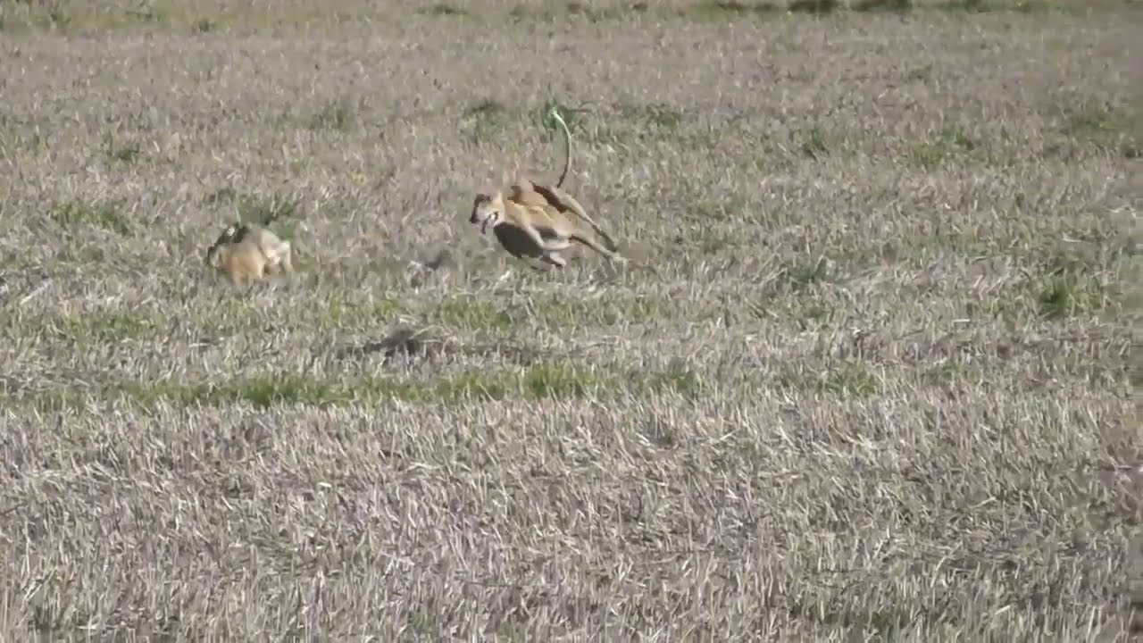 Greyhound Rabbit | Dog vs Rabbit Race | Greyhound Chasing Rabbit 2022