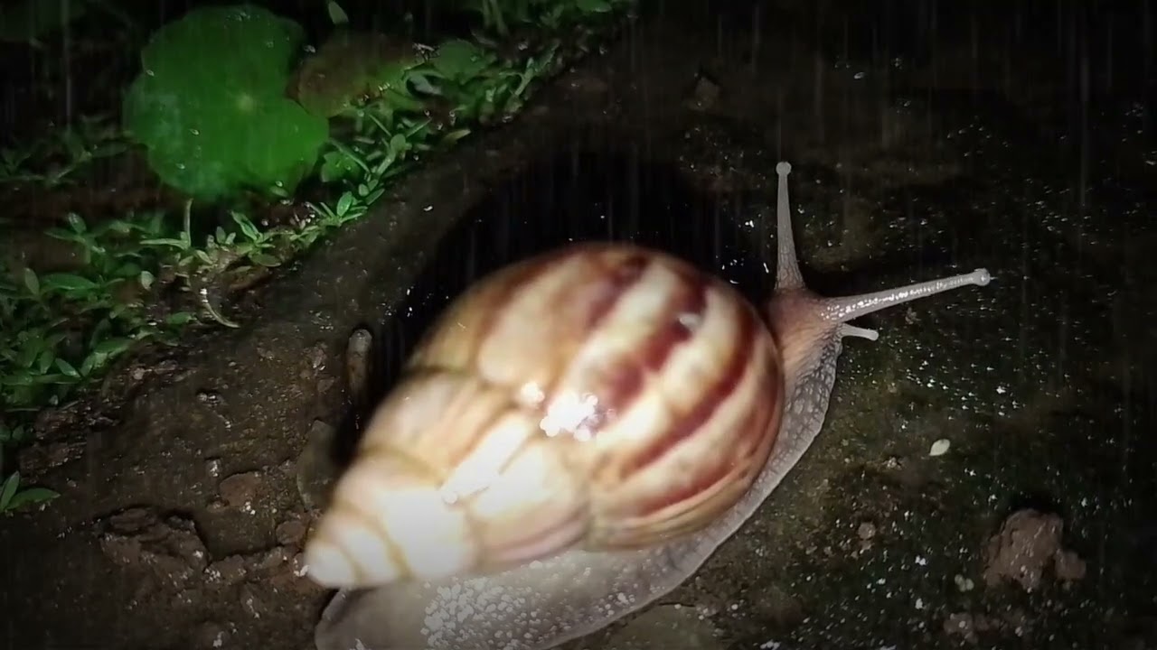 The excitement of a snail action in the rain