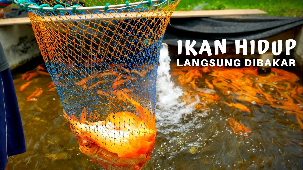 Tangkap IKAN Segar Langsung Masak - RIUNG GUNUNG JANTHO