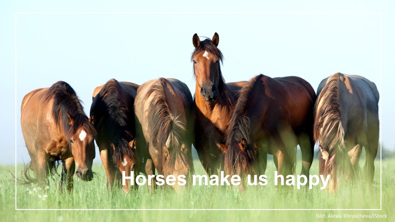 Calming animal sounds | Horses eat hay | To relax and fall asleep | Horse sounds | Harmony | ASMR