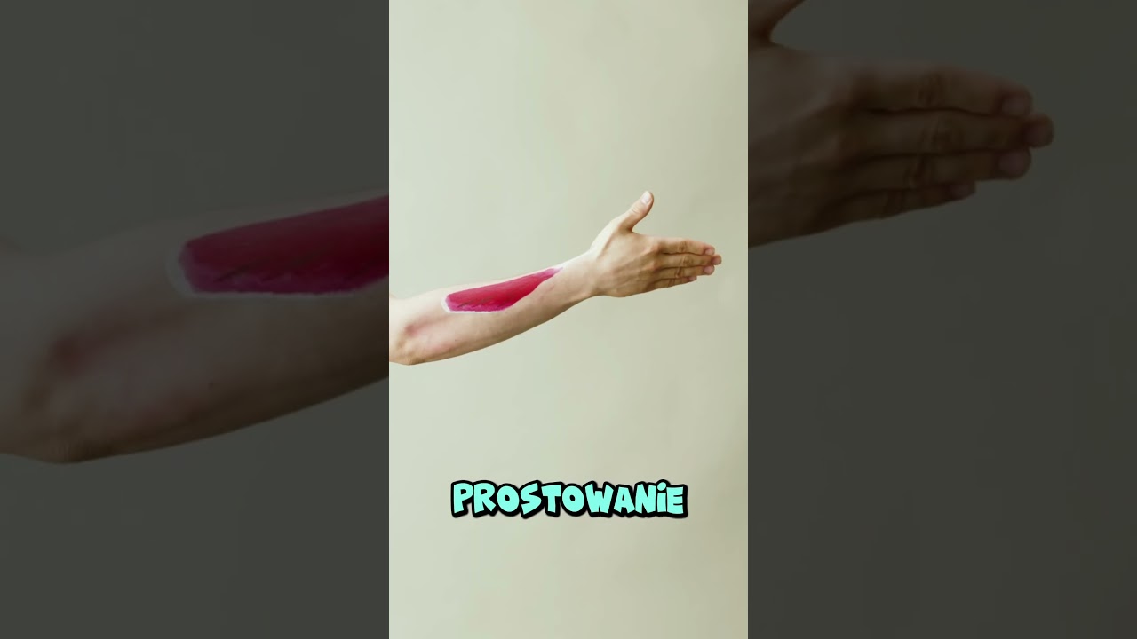 Prostownik długi kciuka 👍🏻 #anatomia #fizjoterapia #lekarski #nauka #anatomy