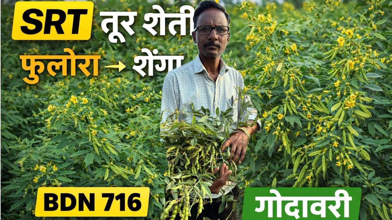शून्य मशागत तूर शेती | फुलोरा-शेंगा अवस्था |BDN 716 vs गोदावरी | SRT खरीप तूर | Dr.Umeshji Pohdare