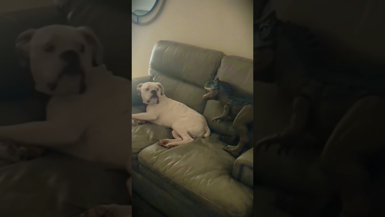 Dog sleeping and being scared #funny #funnyvideo #funnypet #animals #cute