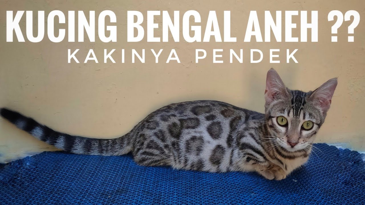 kucing genetta?? kucing ras apa itu 😍
