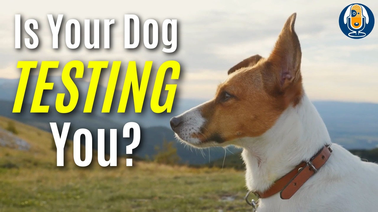 Do Dogs Really Test Us? Fluctuations In Dog Behavior, What It Means And What To Do #291 #podcast
