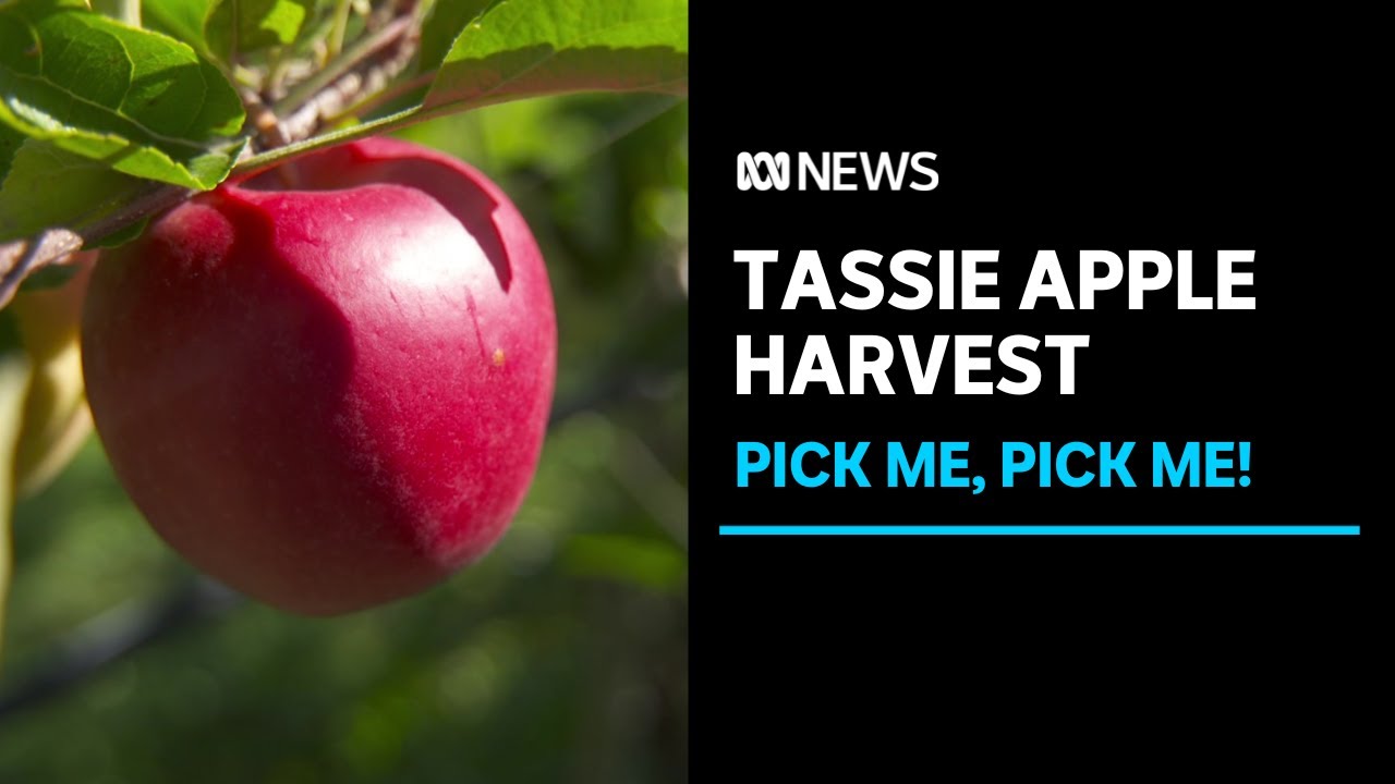Tasmanian apple variety about to enter market as national harvest numbers drop | ABC News