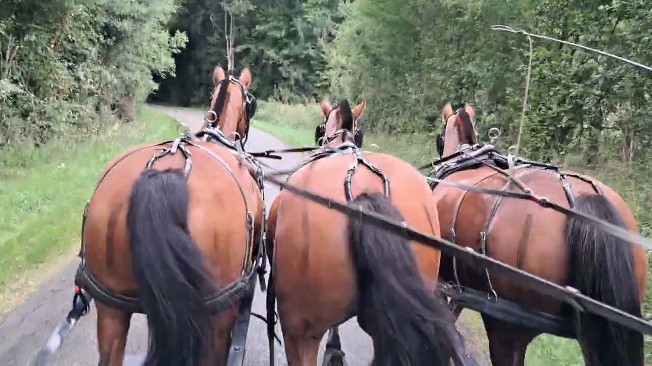 attelage a l eveque endurance