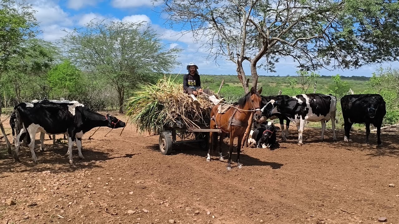 L&Aacute;ZARO VAI BUSCAR CAPIM NA VAZANTE PRA FAZER A RA&Ccedil;&Atilde;O DAS VACAS E TAMB&Eacute;M FUI BUSCAR CAPIM PRA PLANTAR