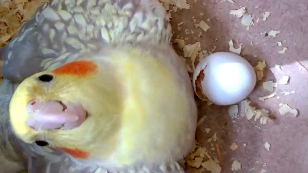 Nascimento de uma Calopsita