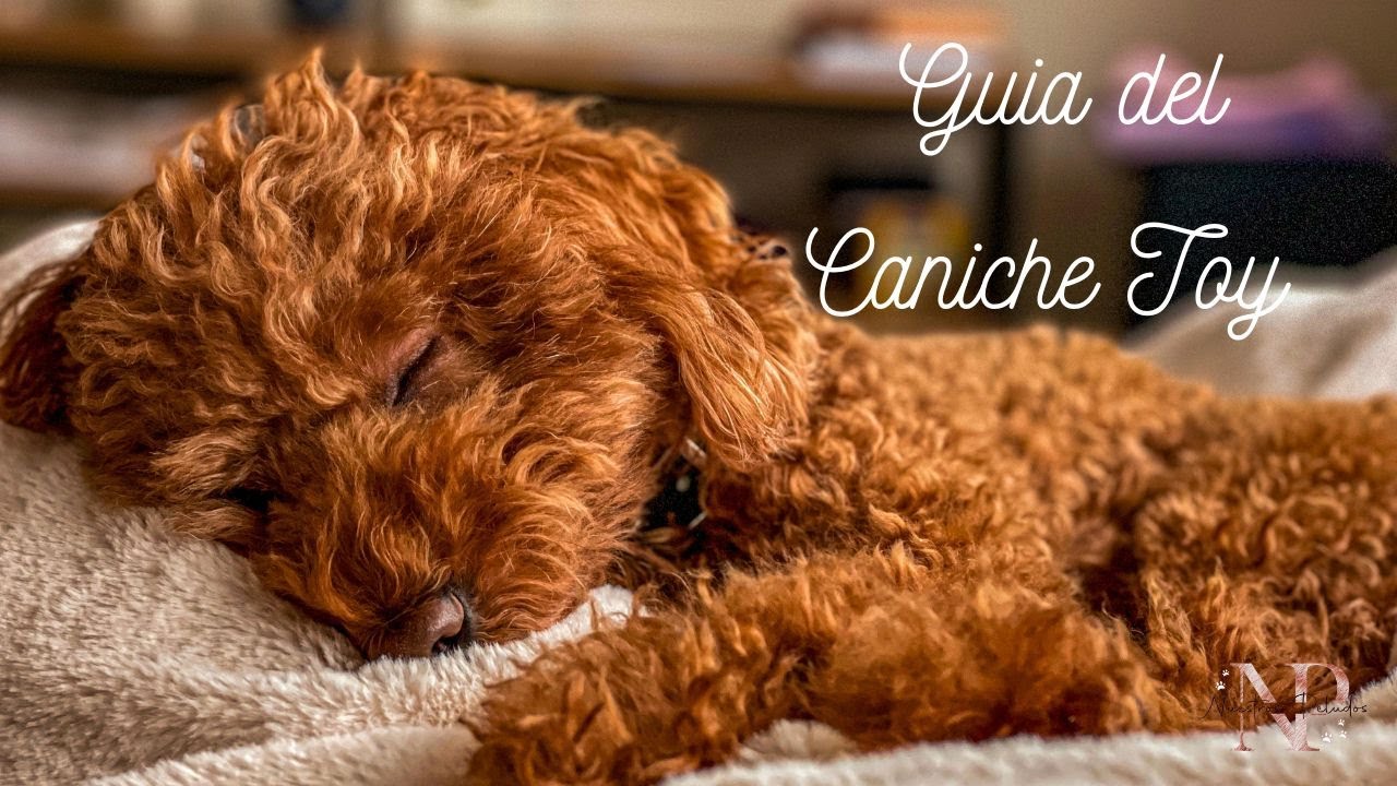 !Perro Caniche Toy, gu&iacute;a completa de la raza!