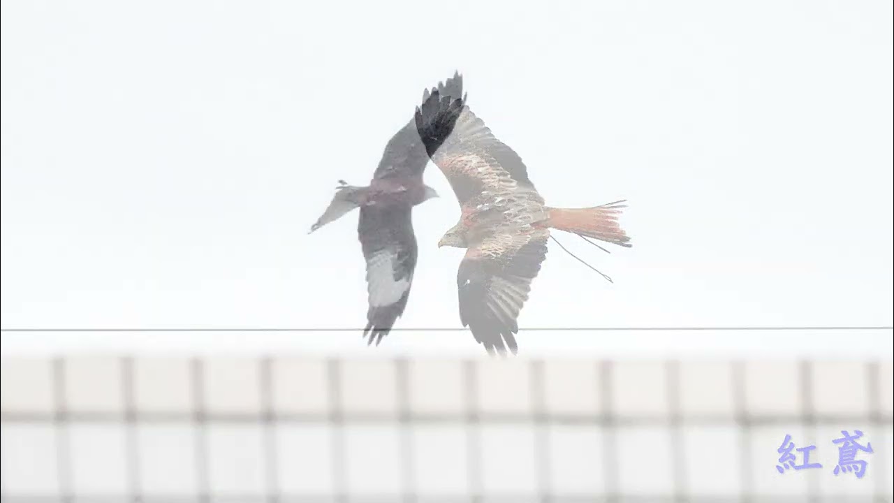 114-12-30宜蘭與南澳賞鳥～朱鸝、灰山椒、灰喉山椒、紅胸秋沙、豆雁、羅紋鴨～等