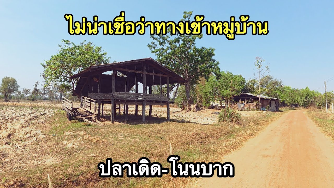 ไม่น่าเชื่อว่าเป็นทางเข้าหมู่บ้าน บ.ปลาเดิด-โนนบาก อ.บุณฑริก จ.อุบลฯ