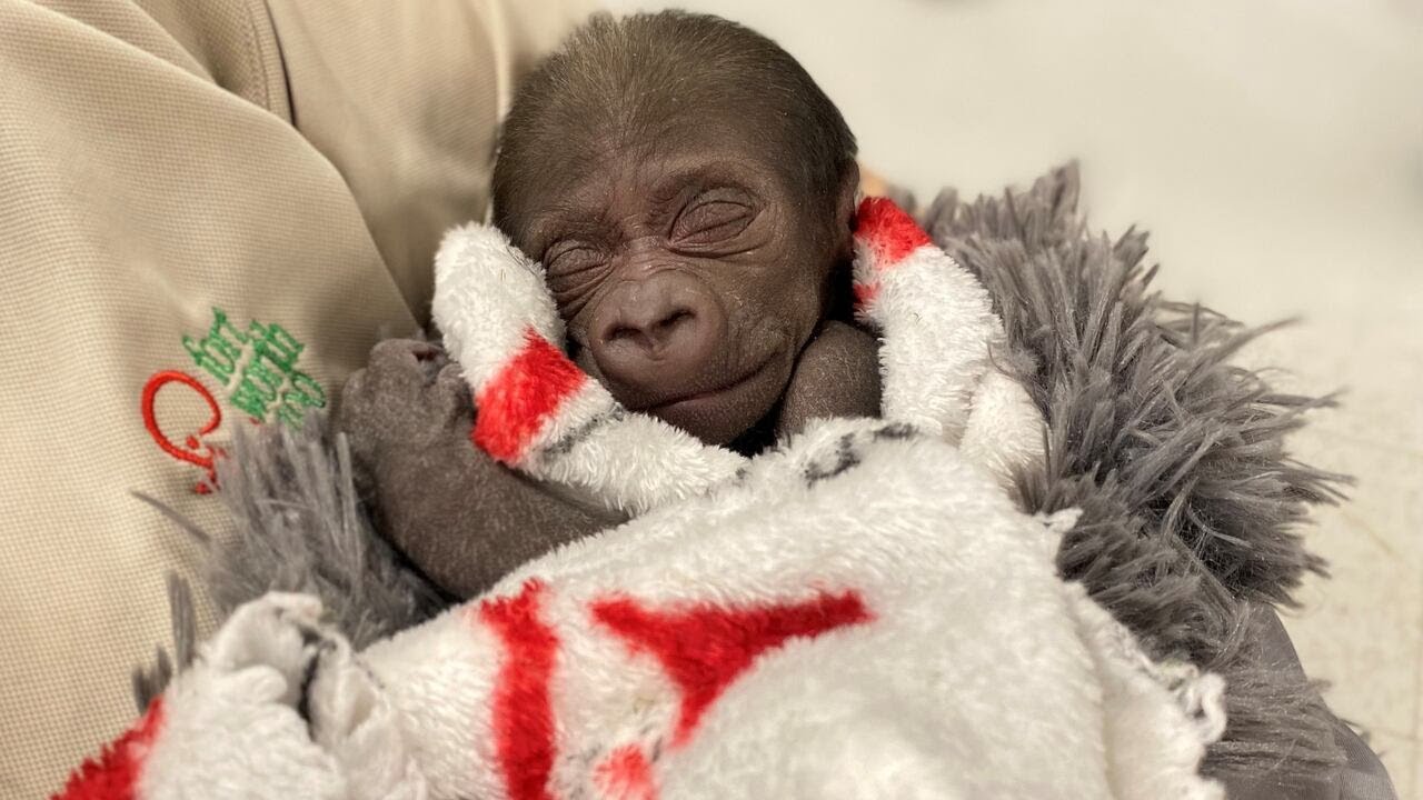 WATCH: Baby gorilla born via emergency c-section at Fort Worth Zoo