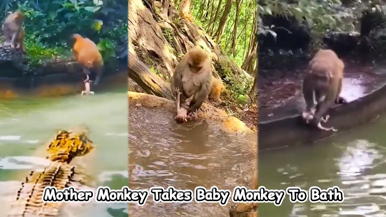 The mother monkey saw that the baby monkey was too dirty, so she took the baby monkey to take a bath