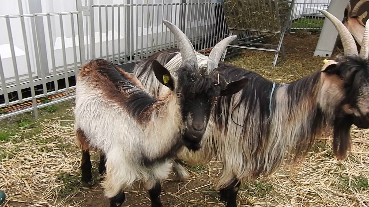 ハイブリッドの長毛のヤギさん St. Gallen Booted Goat&times;Valais Blackneck Goats 2018 0830