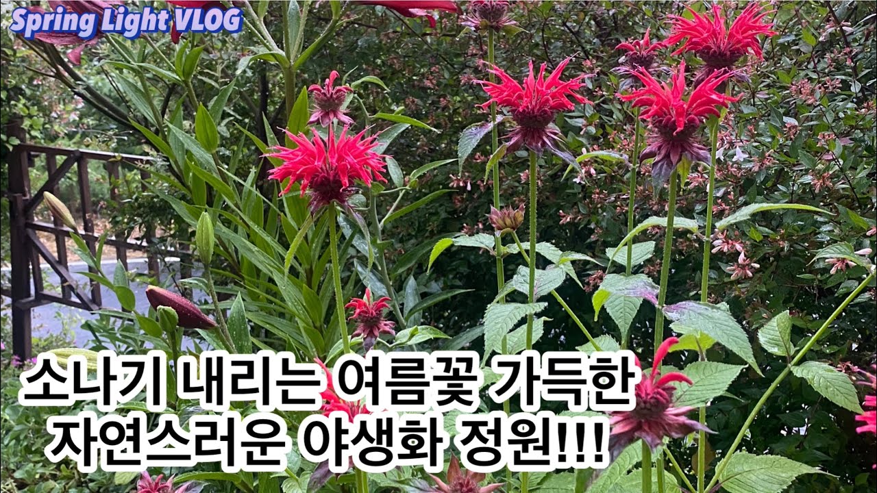 봄빛가드닝- 여름꽃 가득한 자연스러운 야생화 정원/소나기 내리는 여름 정원/야생화/가드닝/정원가꾸기/정원꾸미기