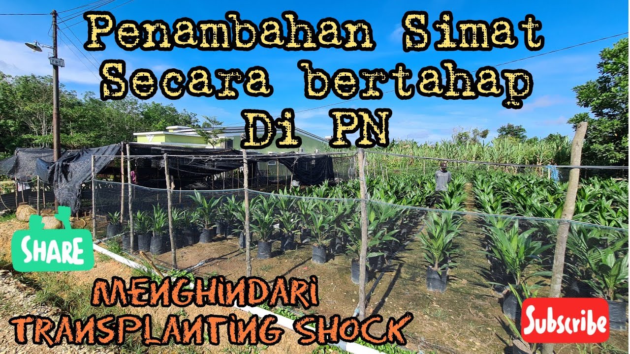 PENTING !!!Trik terhindar dari Transplanting Shock || Penambahan simat secara berkala.