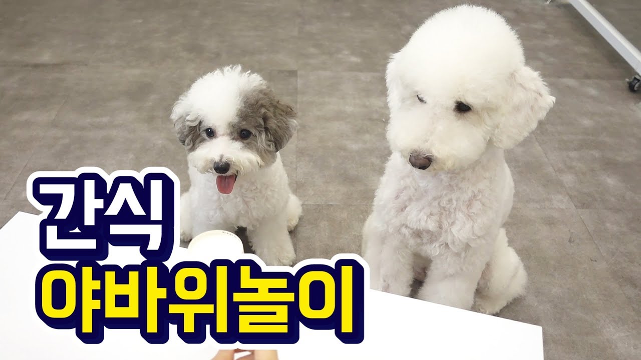 (슈앤트리) 슈나무 강아지 간식 놀이 야바위 / Funny Dog Playing!