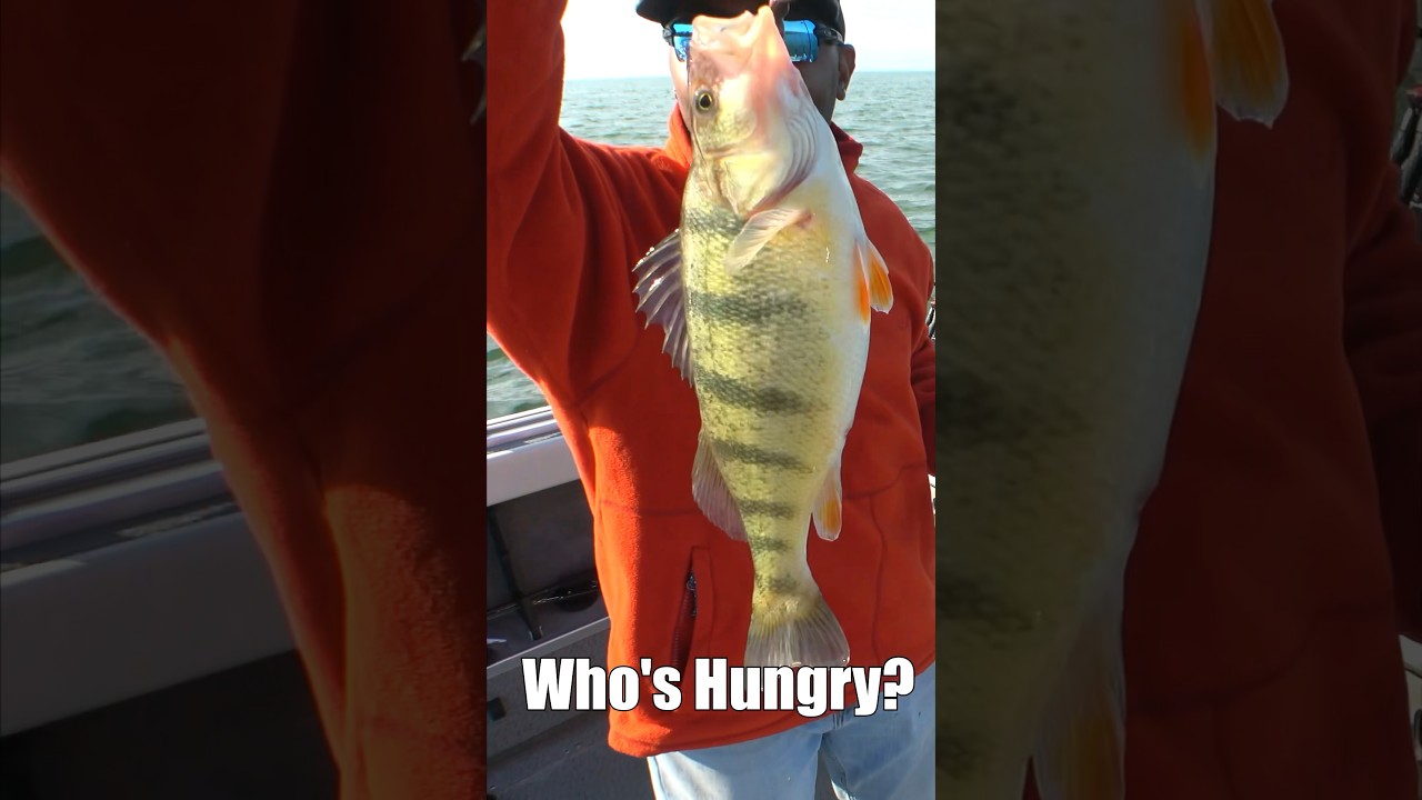 Jumbo Yellow Perch on Lake Erie #fishing #perch