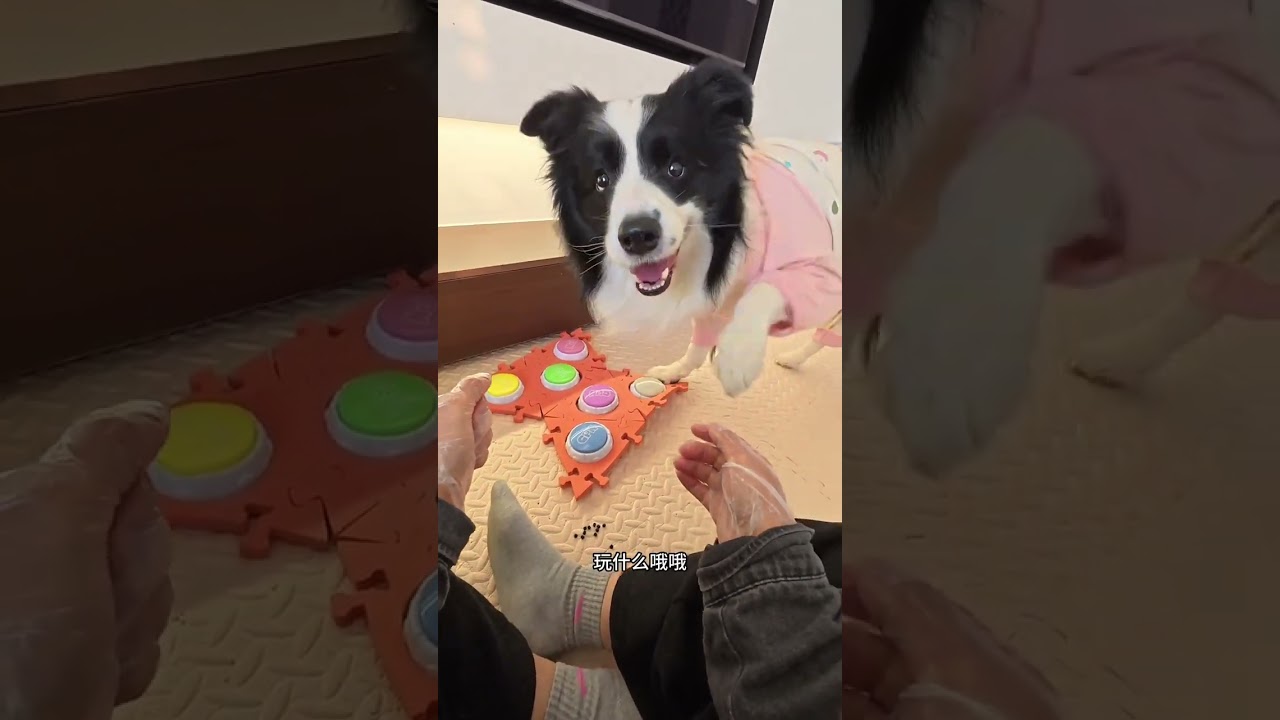 Episode 190 Daily Pet Care vlog the puppy must be very happy with my company right Live a
